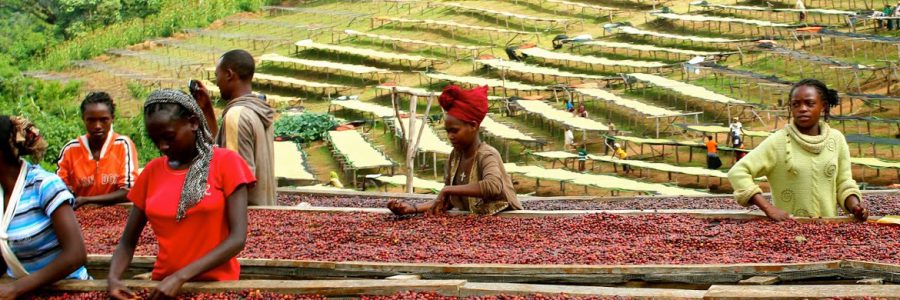 Etióp kávé – Etiópia a kávé őshazája