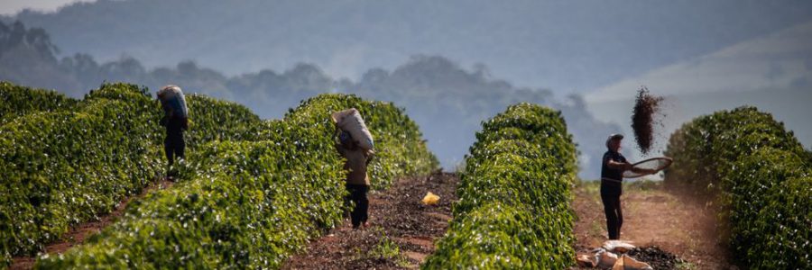 Brazil kávé – A világ legnagyobb kávé termelő országa