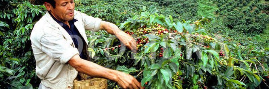 Kolumbiai kávé – Kávé és dohány